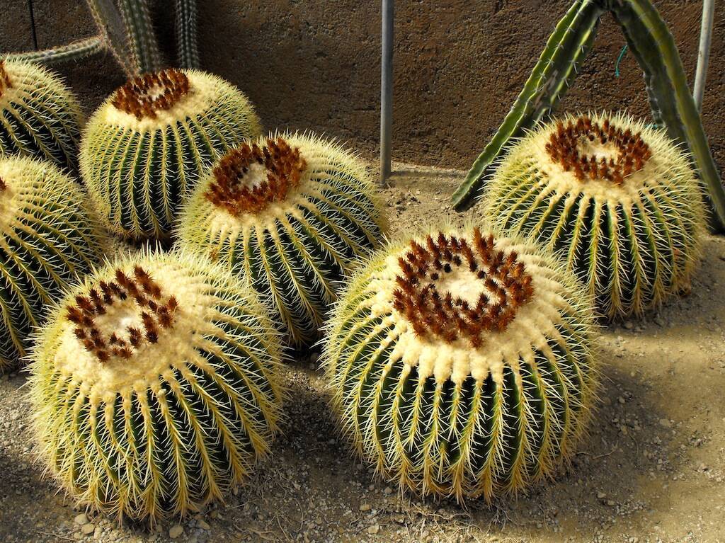 Un classico senza tempo: Echinocactus grusonii, conosciuto anche come “cuscino della suocera”