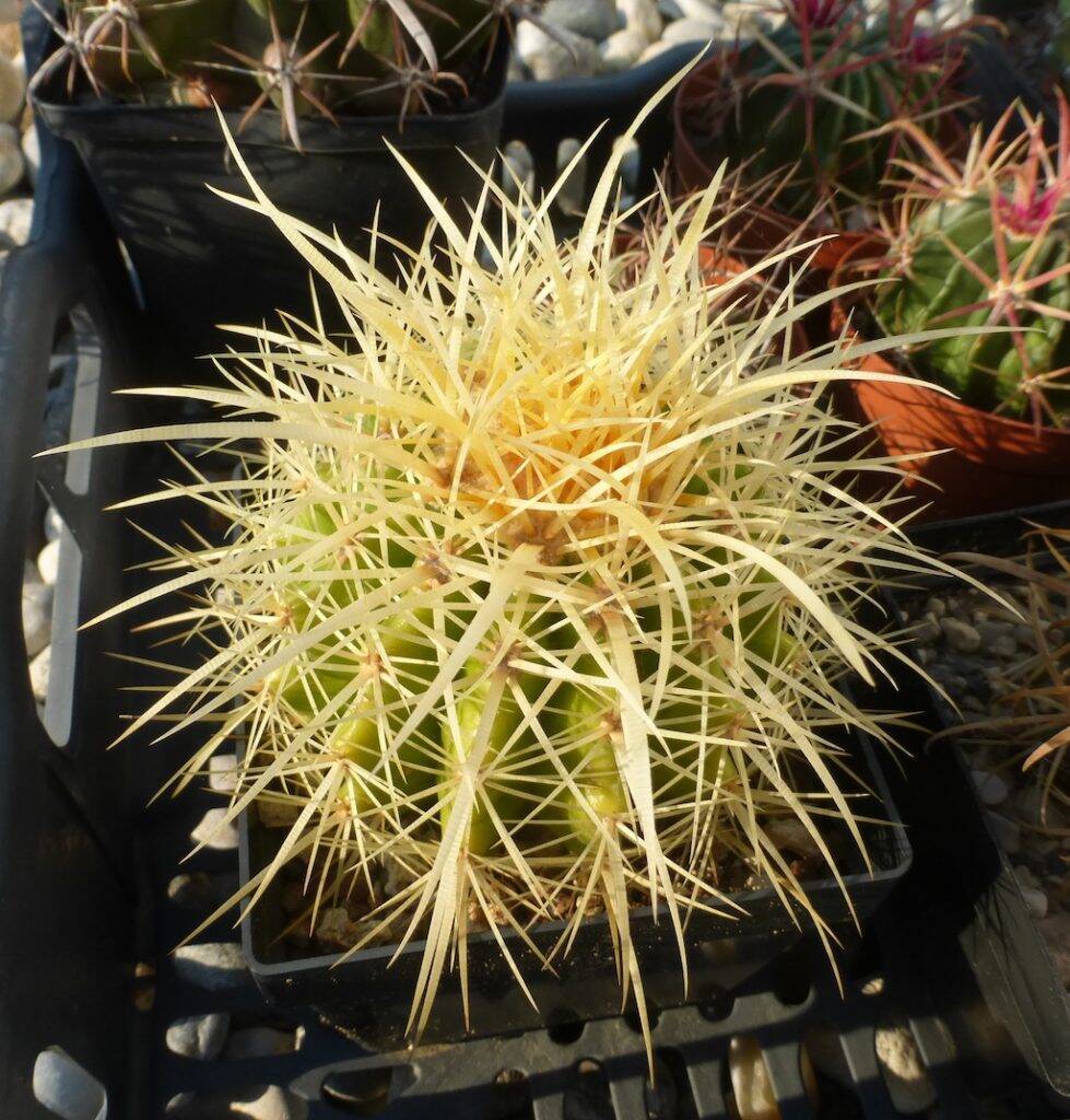 Echinocactus grusonii, una mia semina
