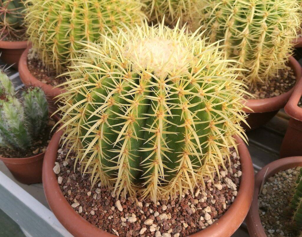 Echinocactus grusonii var. intermedius