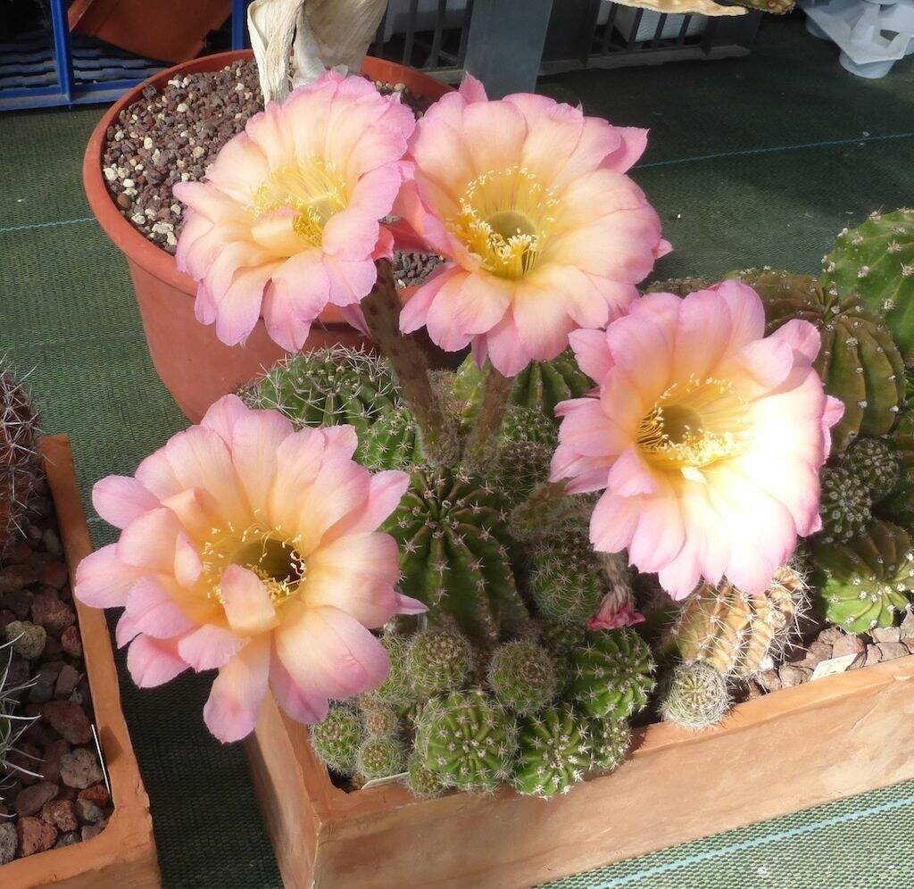 Echinopsis hybrid