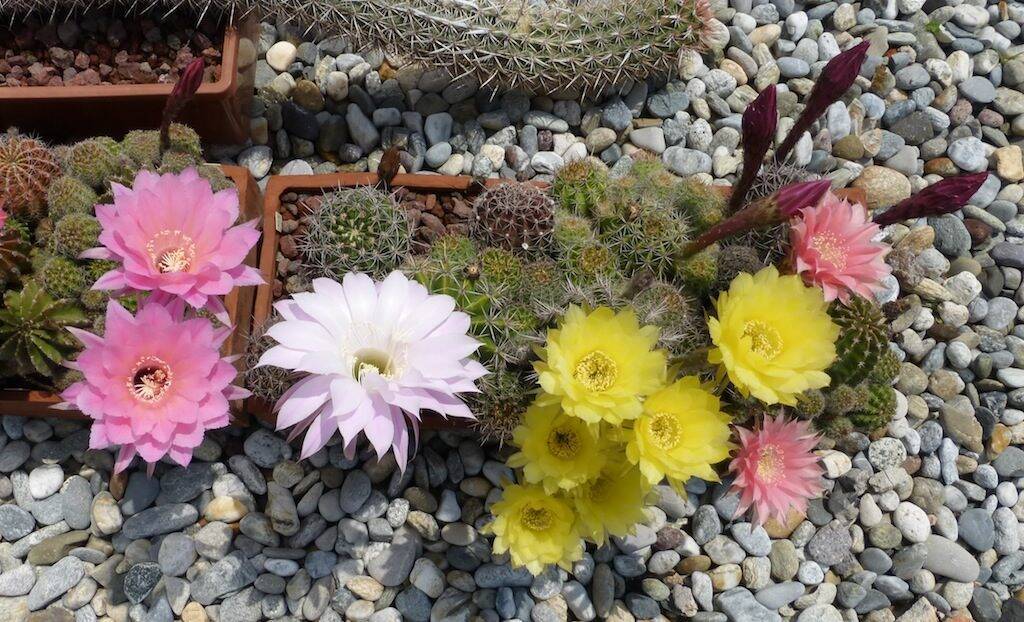 Echinopsis vari