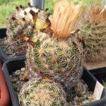 Coryphantha con fiore e frutto