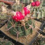 Echinocactus texensis con frutti