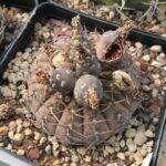 Gymnocalycium con frutti aperti