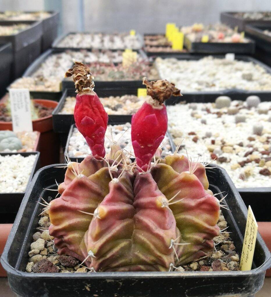 Gymnocalycium mihanovichii con frutti