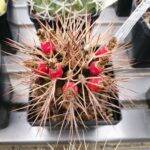 Gymnocalycium schickendantzii con frutti