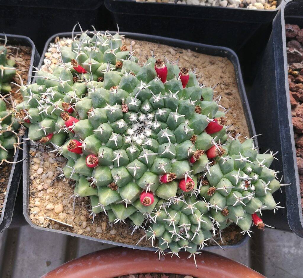 Mammillaria con frutti