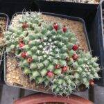 Mammillaria con frutti