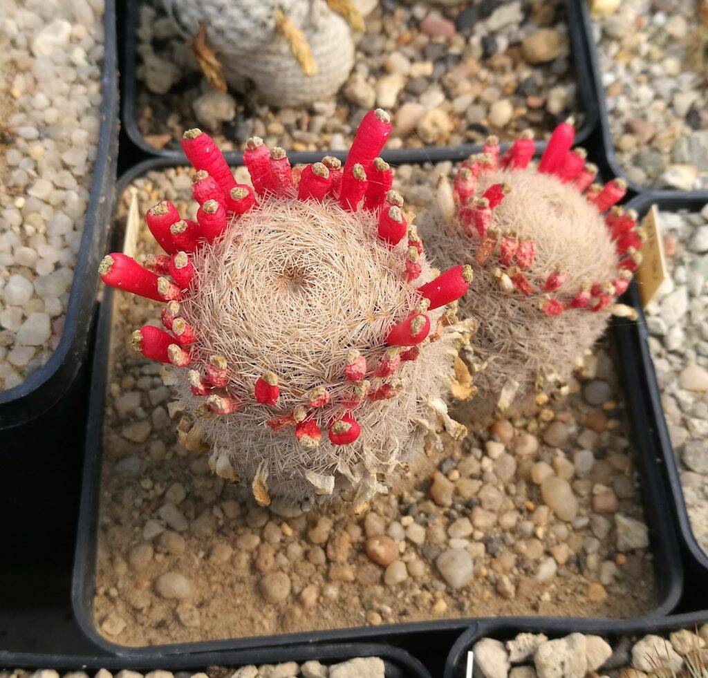 Mammillaria magallanii con frutti