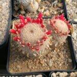 Mammillaria magallanii con frutti