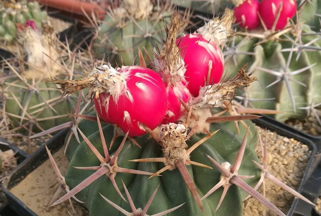 Echinocactus texensis con frutti