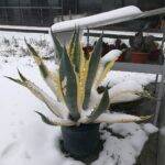 Agave sotto la neve