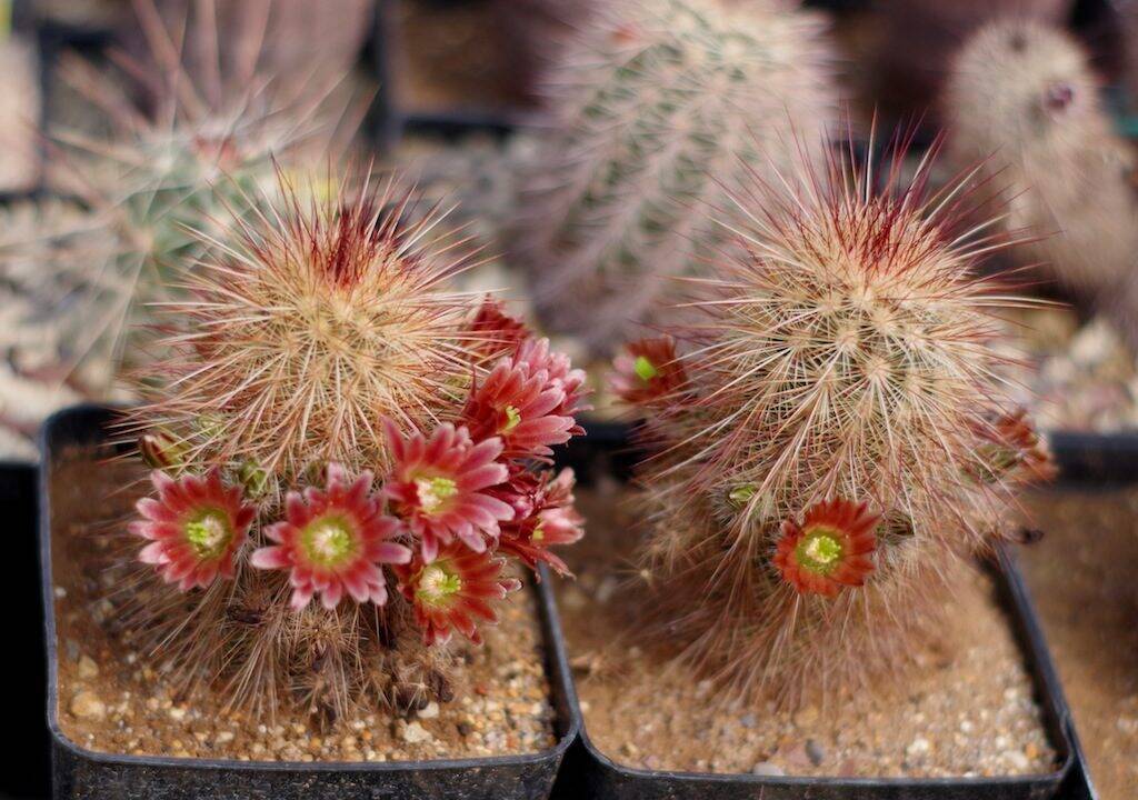 Echinocereus russanthus, mie semine