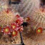 Echinocereus russanthus, mie semine