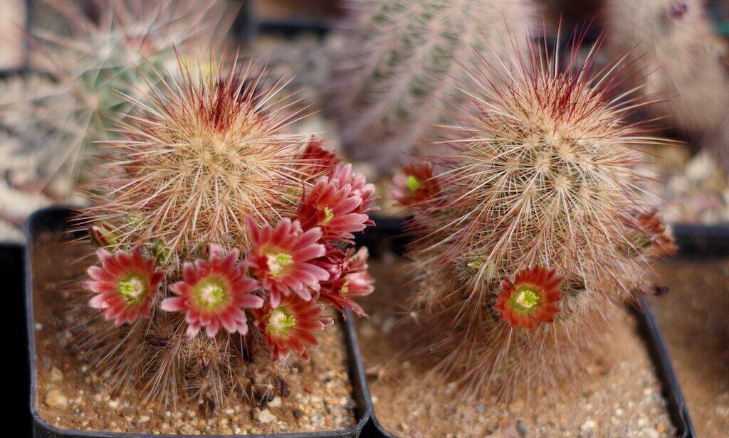 Echinocereus russanthus, mie semine