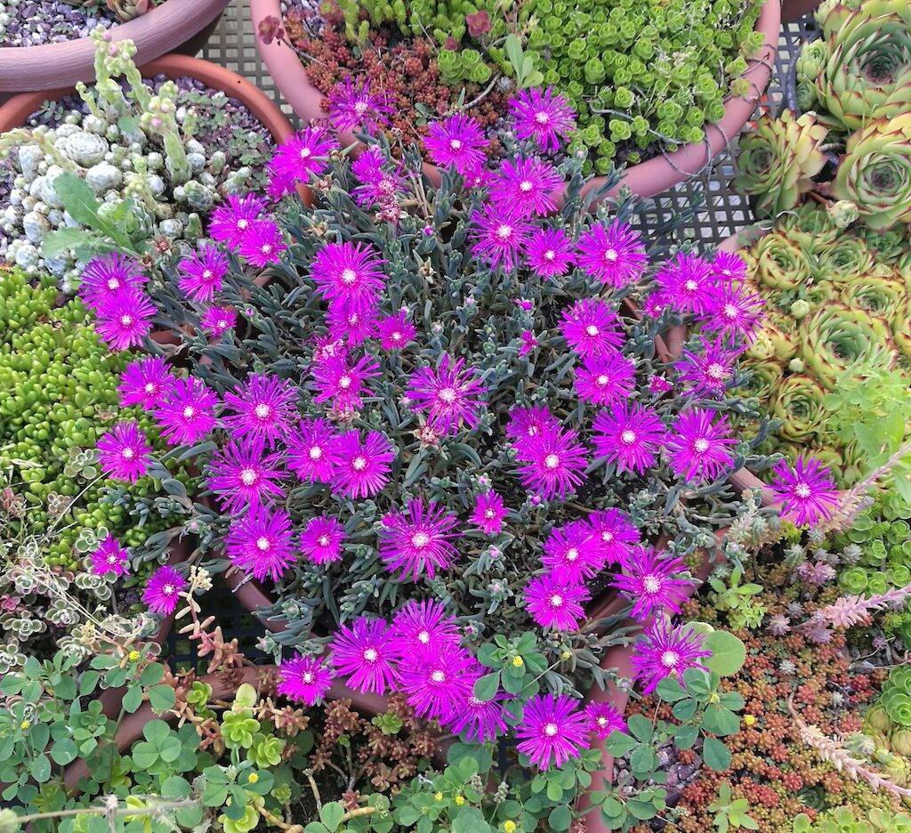 Marlothistella
