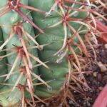 Melocactus: particolare delle spine bagnate