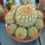 Copiapoa alla Festa del Cactus 2016