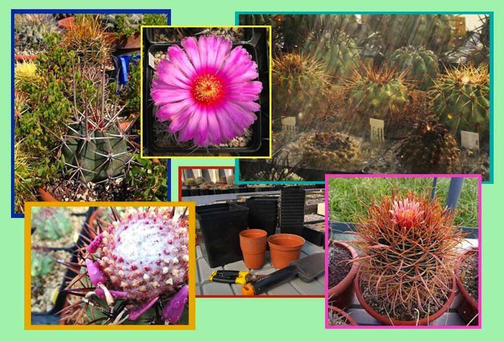 collage cactus