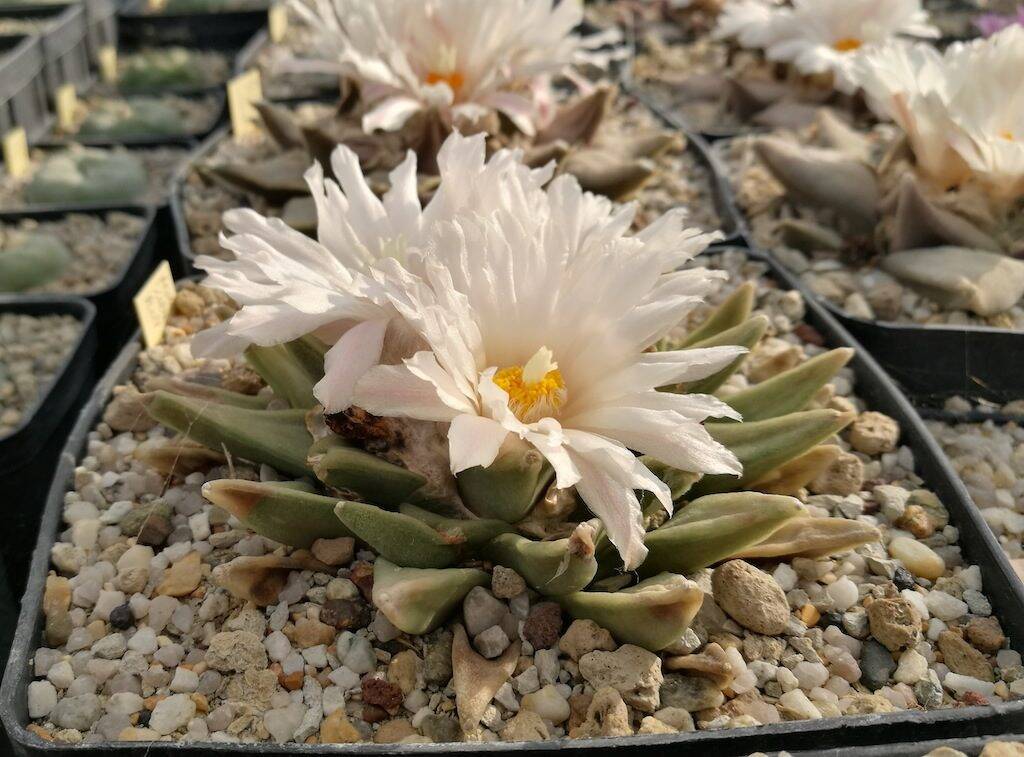 Ariocarpus in fiore