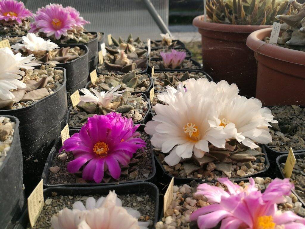 Ariocarpus in fiore