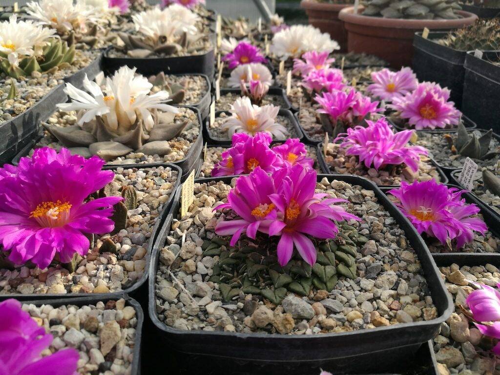 Ariocarpus in fiore