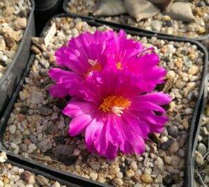 Ariocarpus in fiore