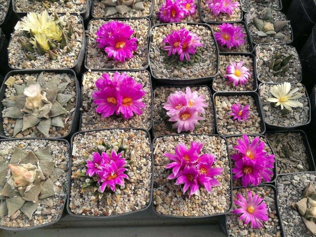 Ariocarpus in fiore