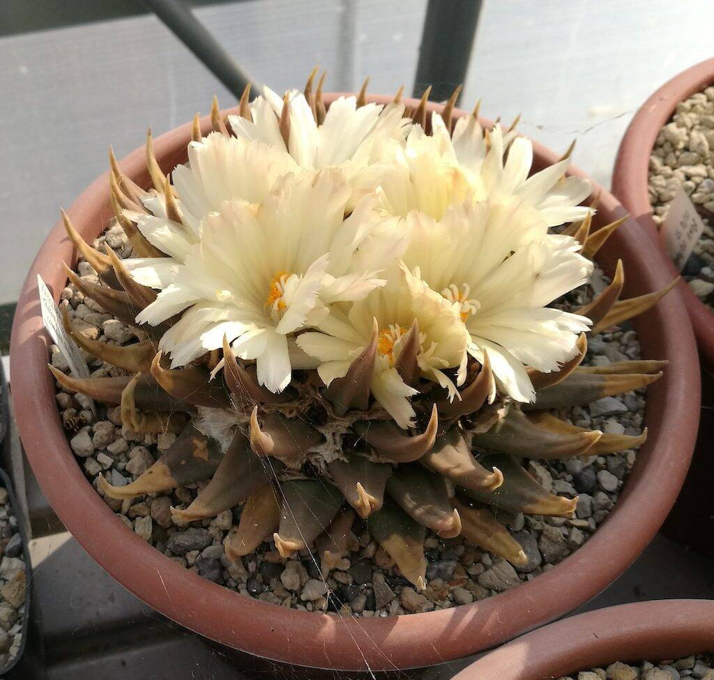 Ariocarpus in fiore