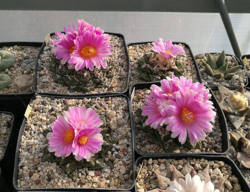 Ariocarpus in fiore