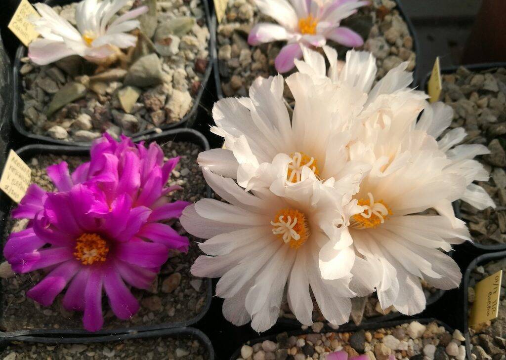 Ariocarpus in fiore