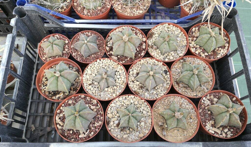 Astrophytum myriostigma, mie semine