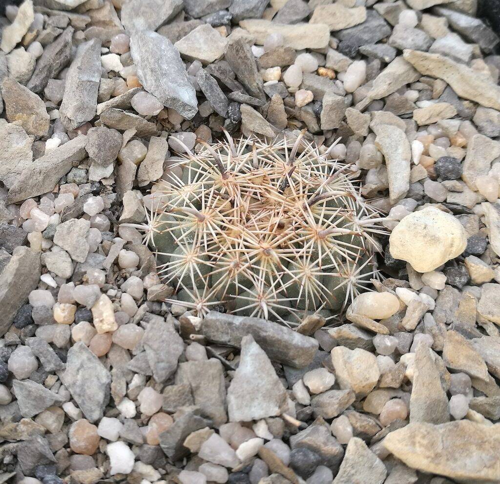 Coryphantha kracikii in asciutta