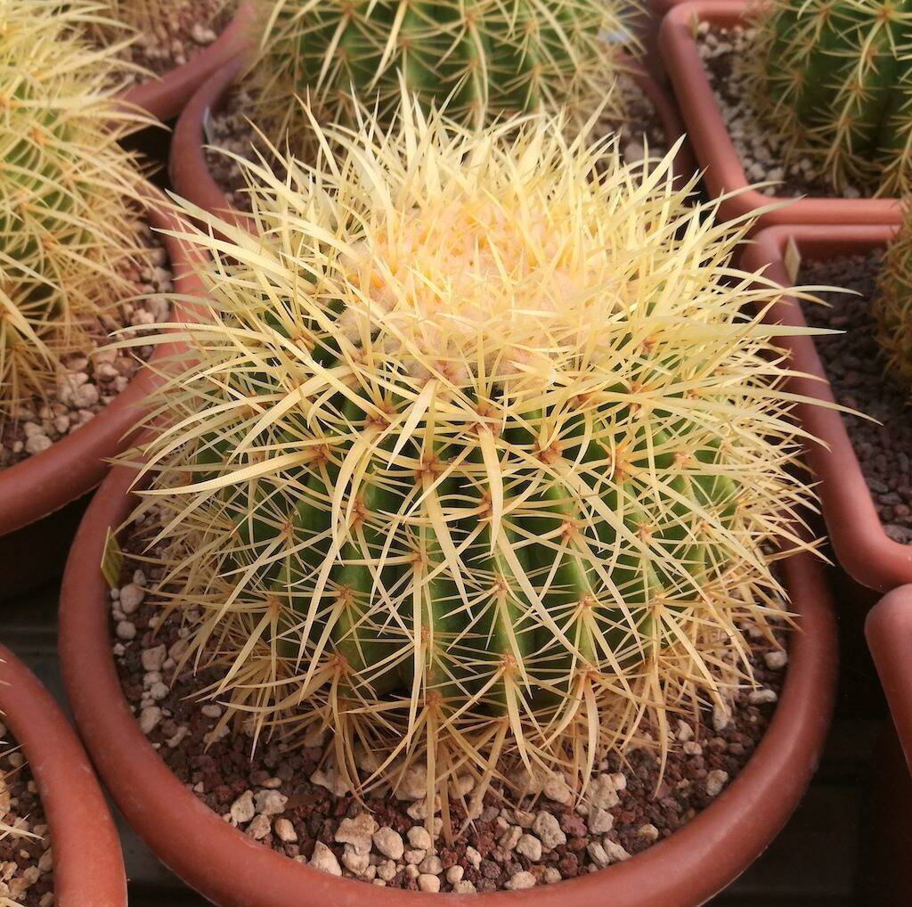 Echinocactus grusonii, mia semina