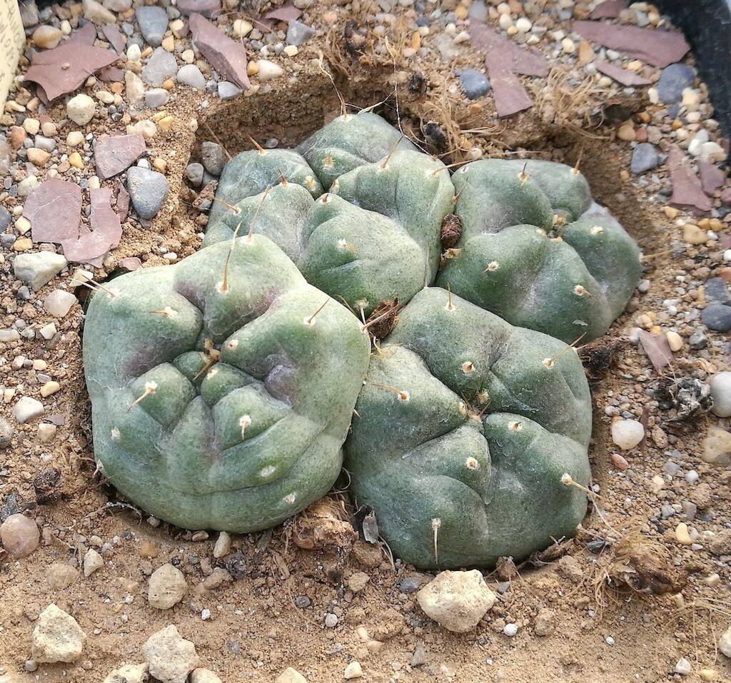 Echinocereus knippelianus in asciutta