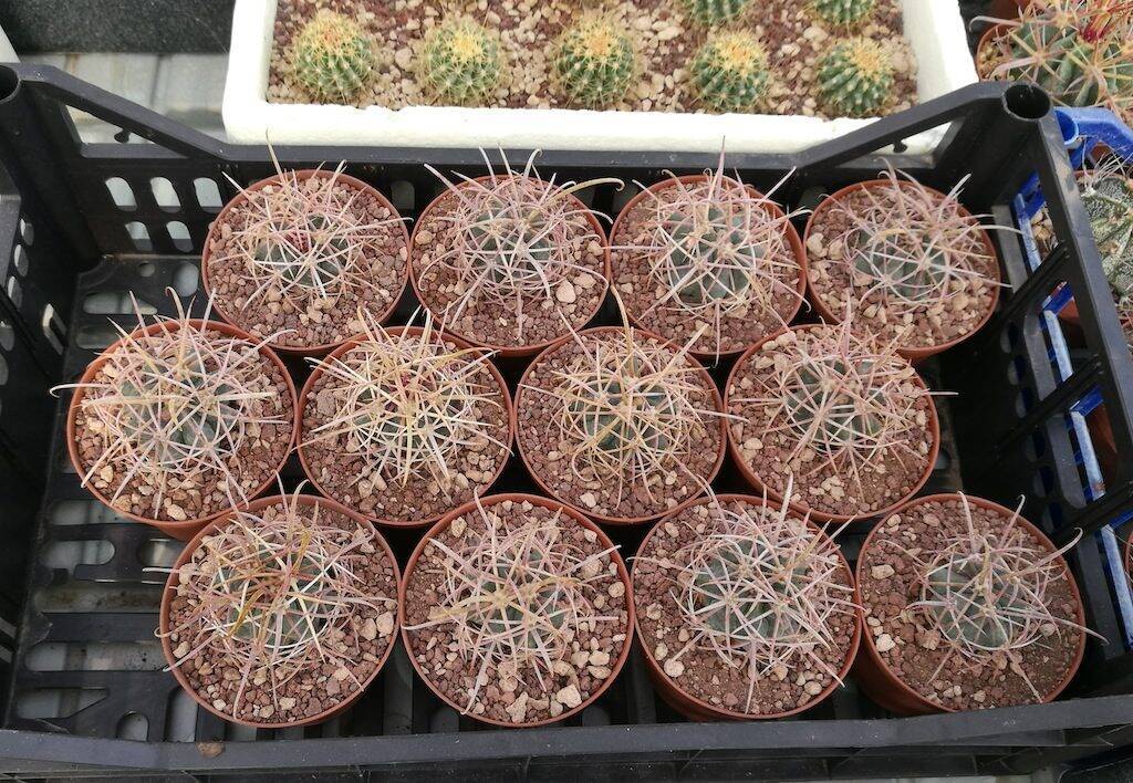 Ferocactus acanthodes, mie semine