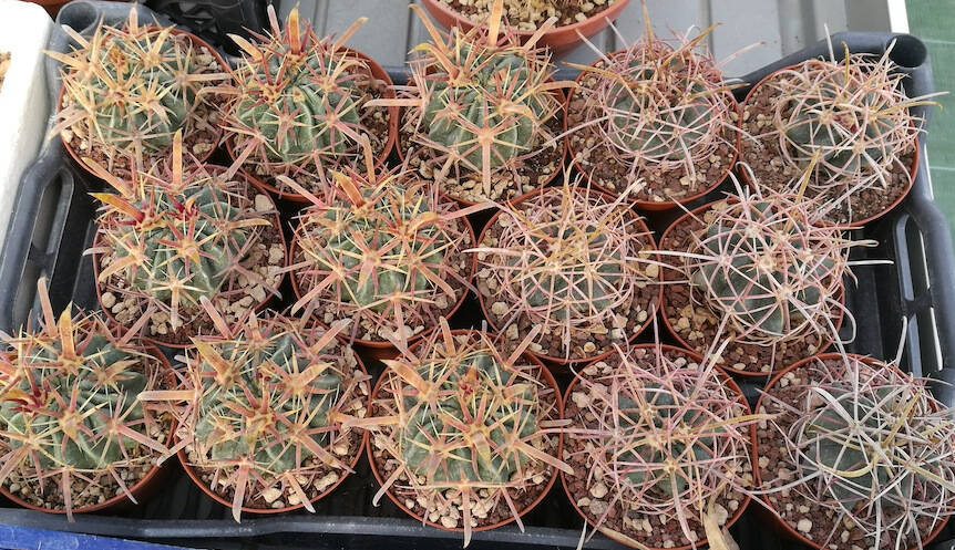 Ferocactus latispinus