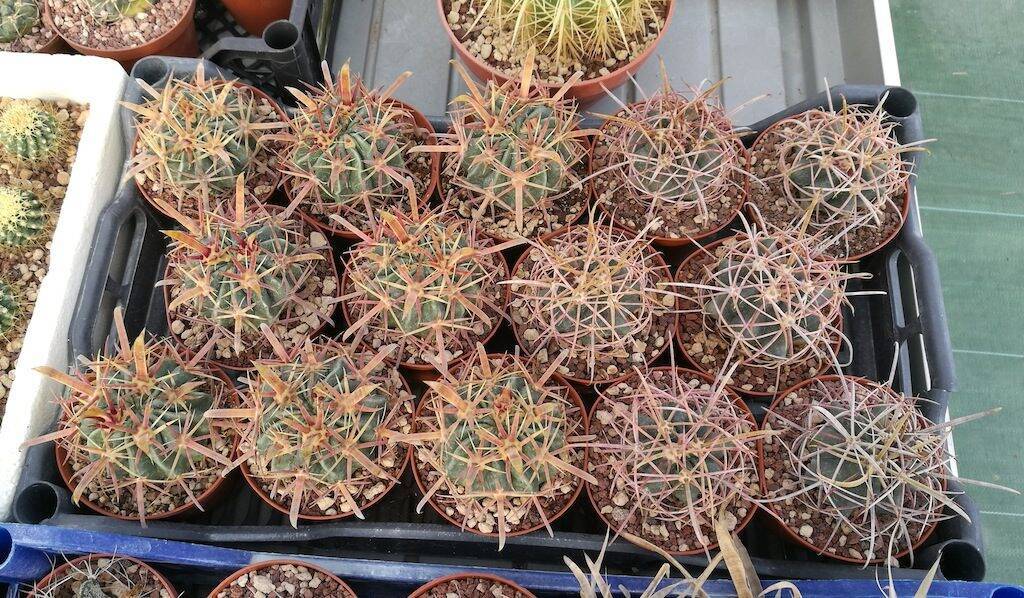 Ferocactus latispinus, mie semine