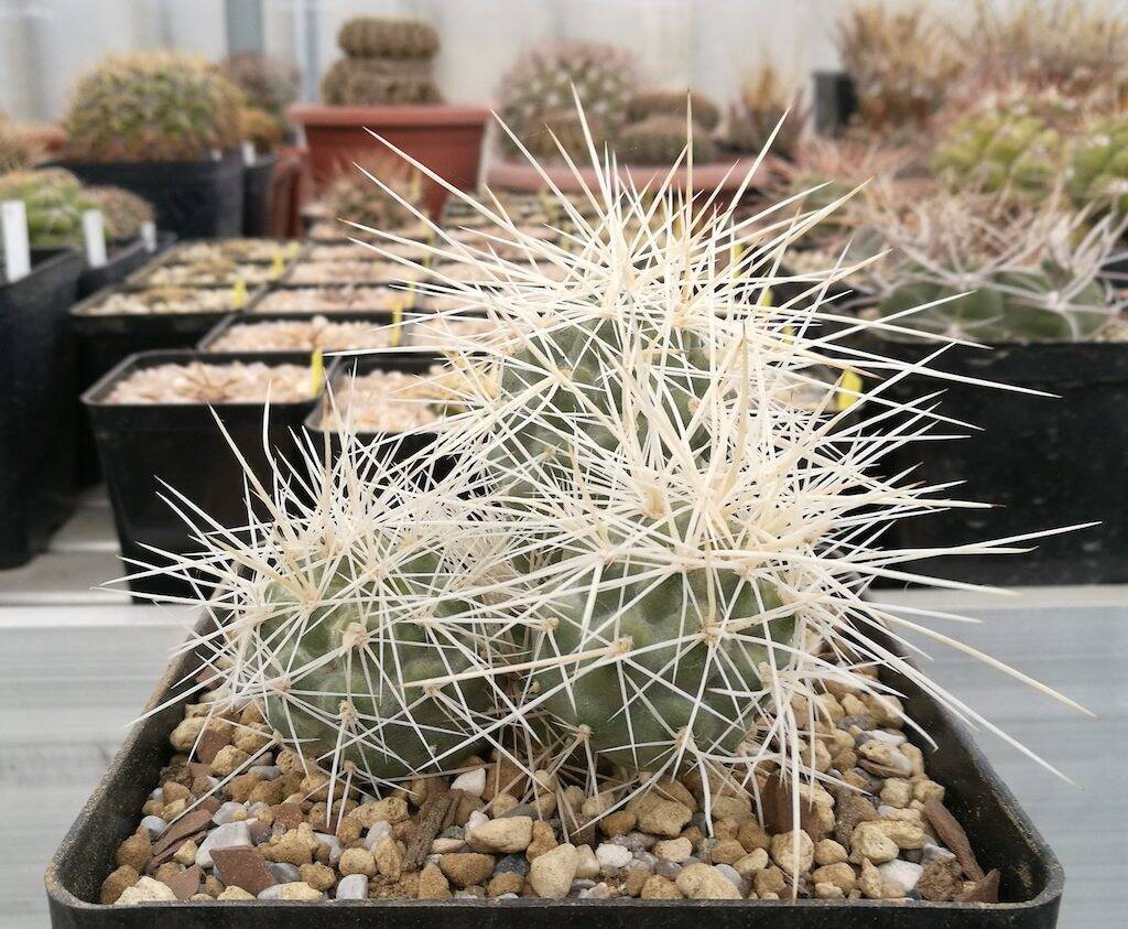 Tephrocactus alexanderi