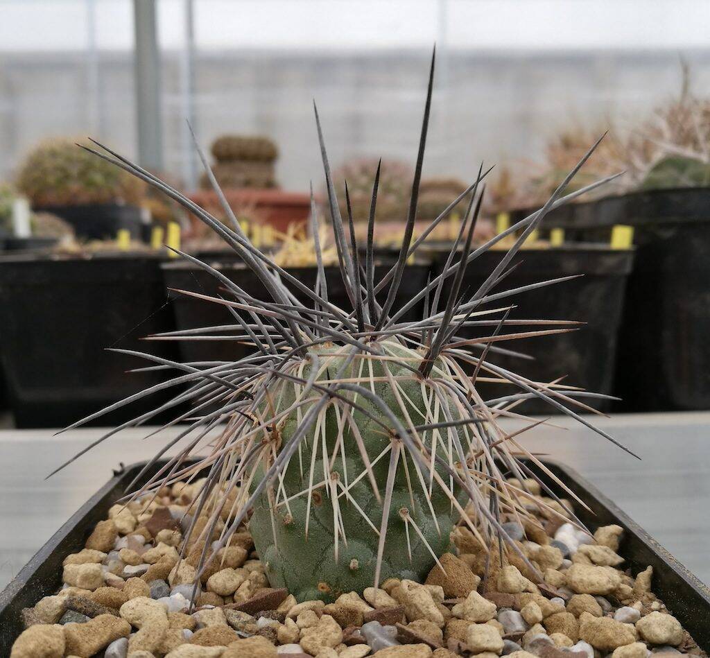 Tephrocactus alexanderi