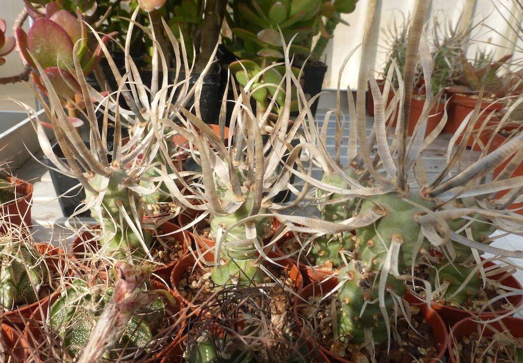 Tephrocactus articulatus var. papyracanthus