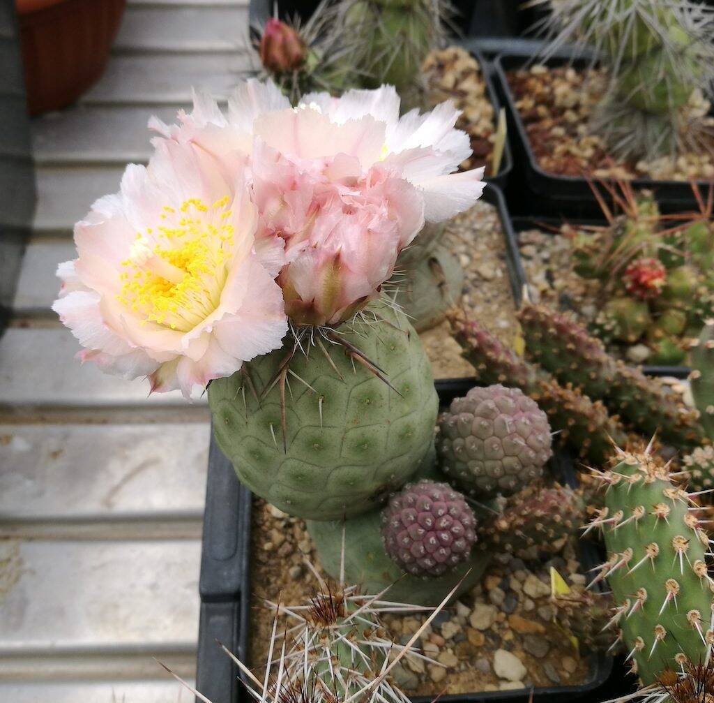 Tephrocactus geometricus