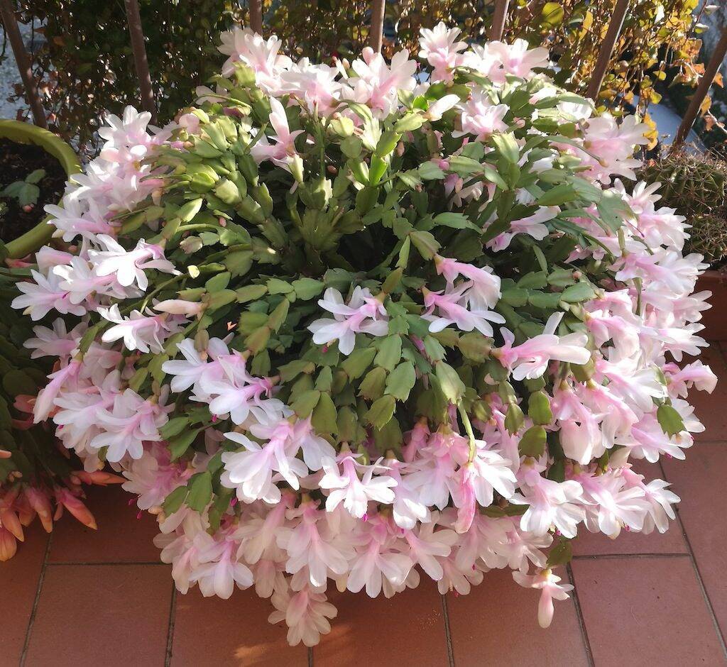 Schlumbergera