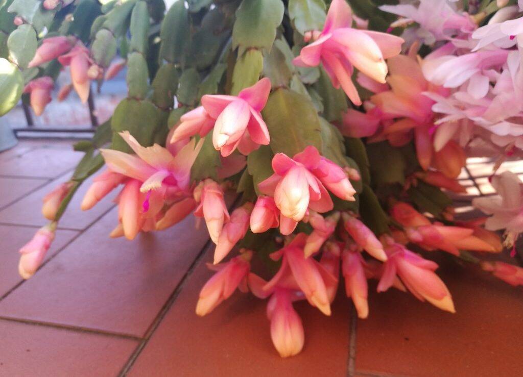 Schlumbergera