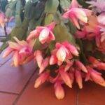 Schlumbergera