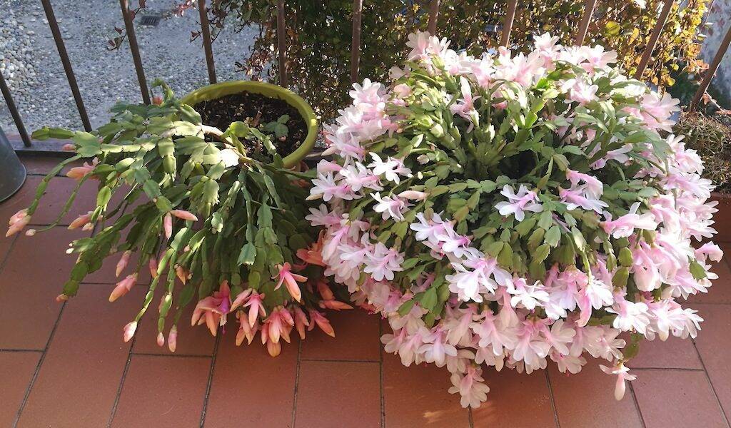 Schlumbergera