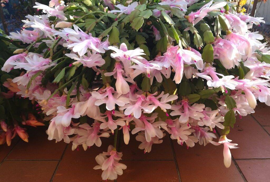 Schlumbergera