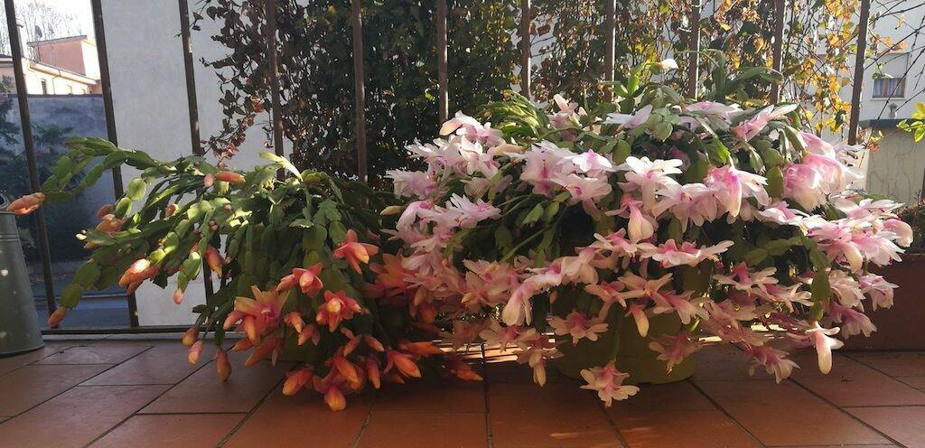 Schlumbergera