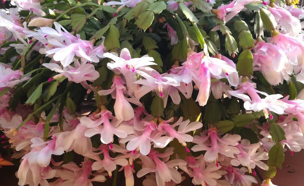 Cactus Di Natale.Cactus Di Natale Come Far Fiorire La Schlumbergera