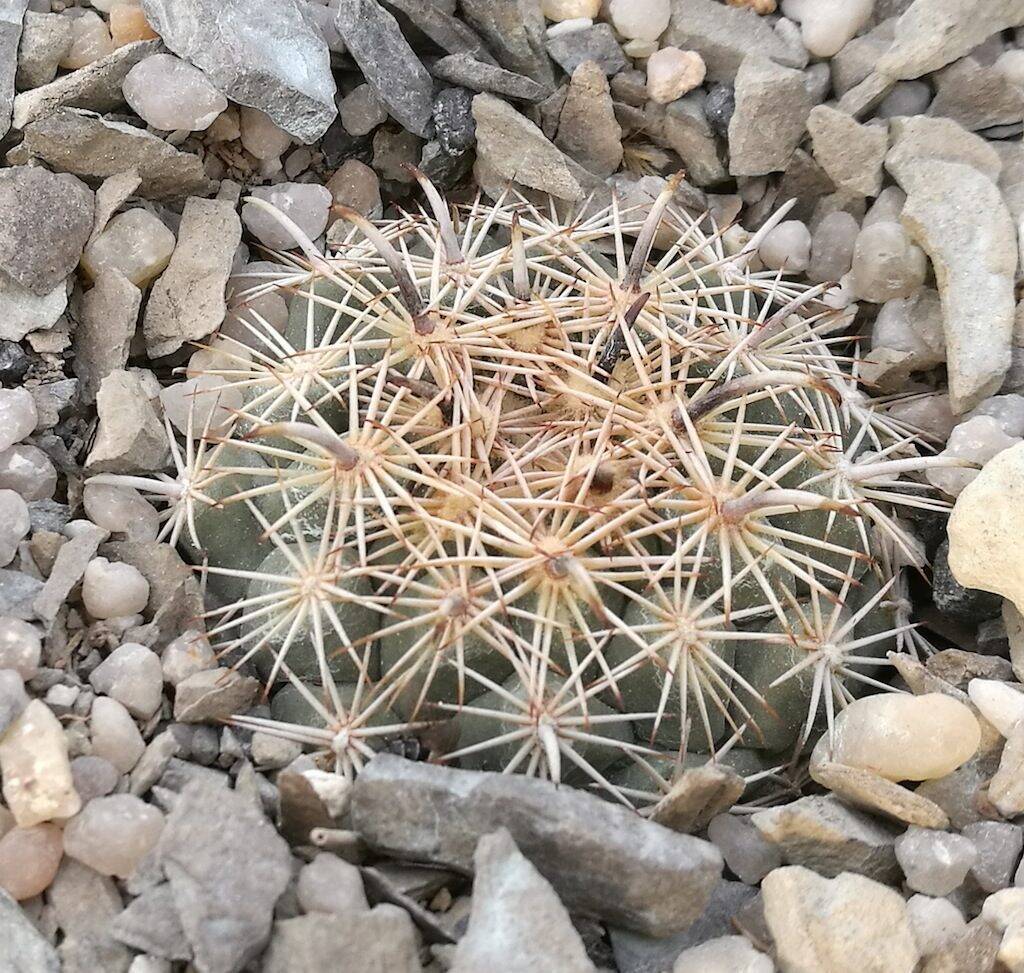Coryphantha kracikii mia semina